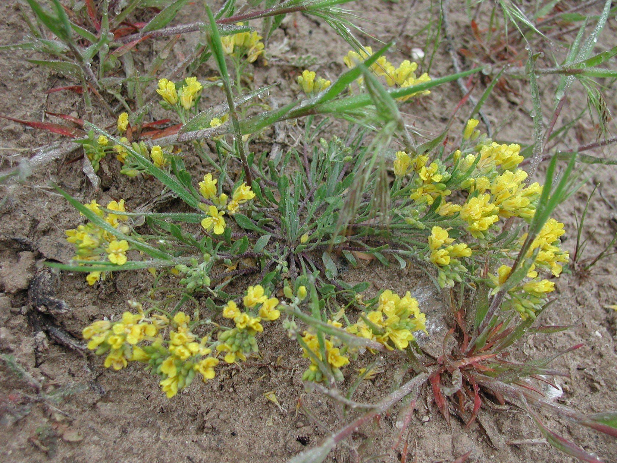 Physaria arenosa ssp. argillosa