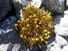 Aciphylla simplex