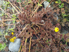 Argentina anserinoides