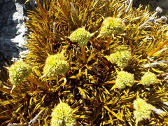 Aciphylla simplex