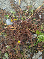 Argentina anserinoides