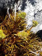 Aciphylla simplex