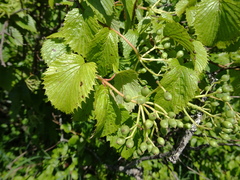 Viburnum recognitum image