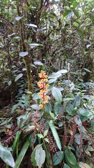 Guzmania scherzeriana