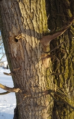 Salix × fragilis vitellina