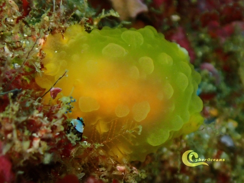 Doriopsilla pelseneeri