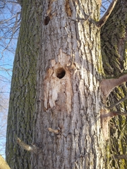 Salix × fragilis vitellina