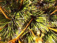 Aciphylla montana