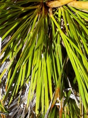 Aciphylla montana