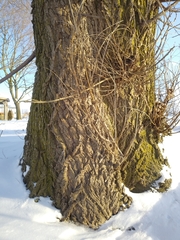 Salix × fragilis vitellina
