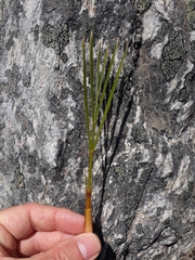 Aciphylla montana