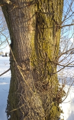 Salix × fragilis vitellina