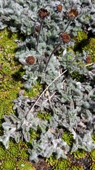 Leptinella albida