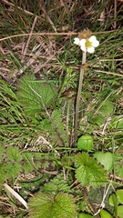 Geum cockaynei