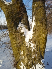 Salix × fragilis vitellina