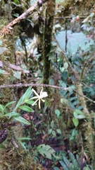 Epidendrum silverstonei
