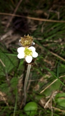 Geum cockaynei