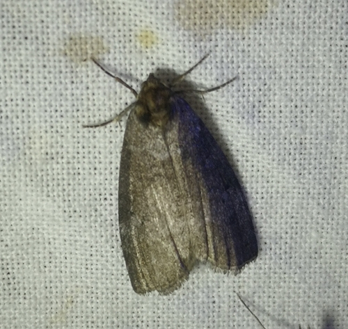 Common Lutestring, 9166 Schiermonnikoog, Niederlande, photo 7 of 10