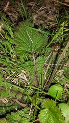 Geum cockaynei