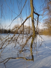 Salix × fragilis vitellina