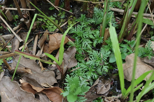 Hygrophila difformis Blume