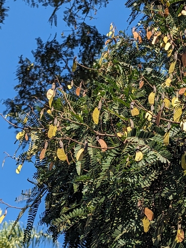 Jacarandá-de-espinho (Machaerium aculeatum)