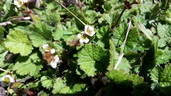 Geum cockaynei