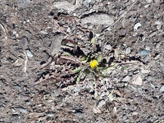 Taraxacum zealandicum