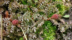 Acaena saccaticupula