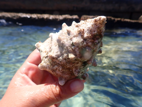 Toothed Top Shell — seen at this dive site