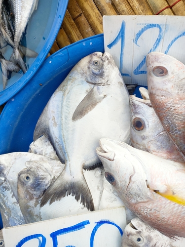 Chinese silver pomfret (Pampus chinensis) — Stromateidae