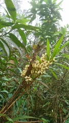 Maxillariinae
