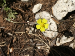 Potentilla concinna