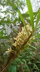 Maxillariinae