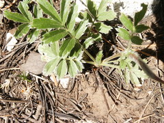 Potentilla concinna