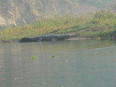 Gavialis gangeticus