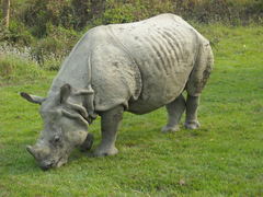 Rhinoceros unicornis