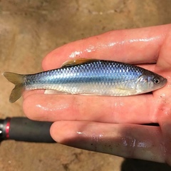 Cyprinella chloristia