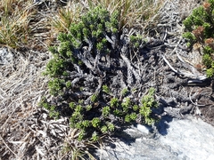 Celmisia ramulosa tuberculata