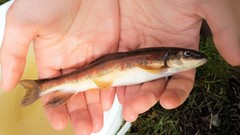 Catostomus catostomus