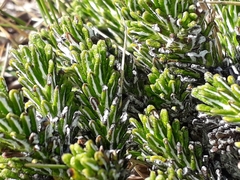 Celmisia ramulosa tuberculata