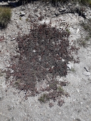 Acaena saccaticupula