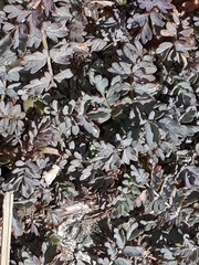 Acaena saccaticupula