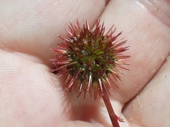 Acaena saccaticupula