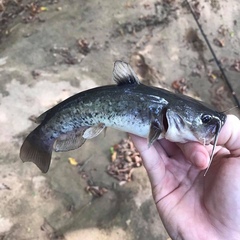 Ameiurus platycephalus