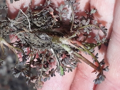Acaena saccaticupula