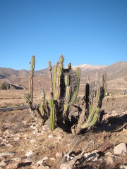 Corryocactus brevistylus