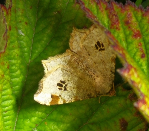 Peacock Moth, 9166 Schiermonnikoog, Niederlande, photo 5 of 10