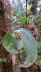 Pleurothallis matudana