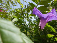 Ipomoea indica image